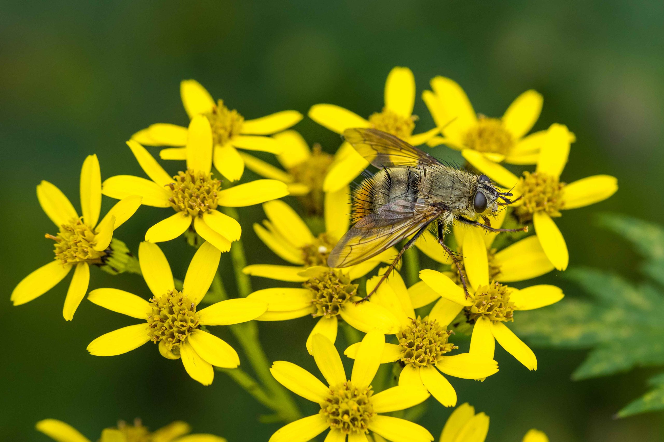 Seasonal Travel in Bhutan: Best Times to Visit