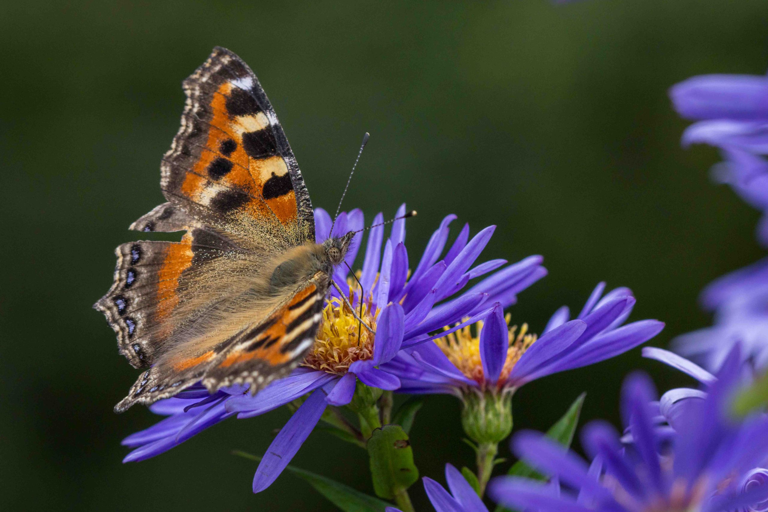 Seasonal Travel in Bhutan: Best Times to Visit