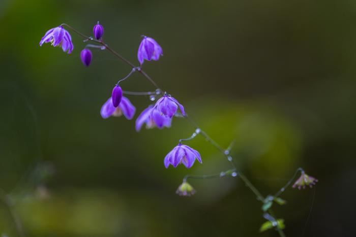 Seasonal Travel in Bhutan: Best Times to Visit