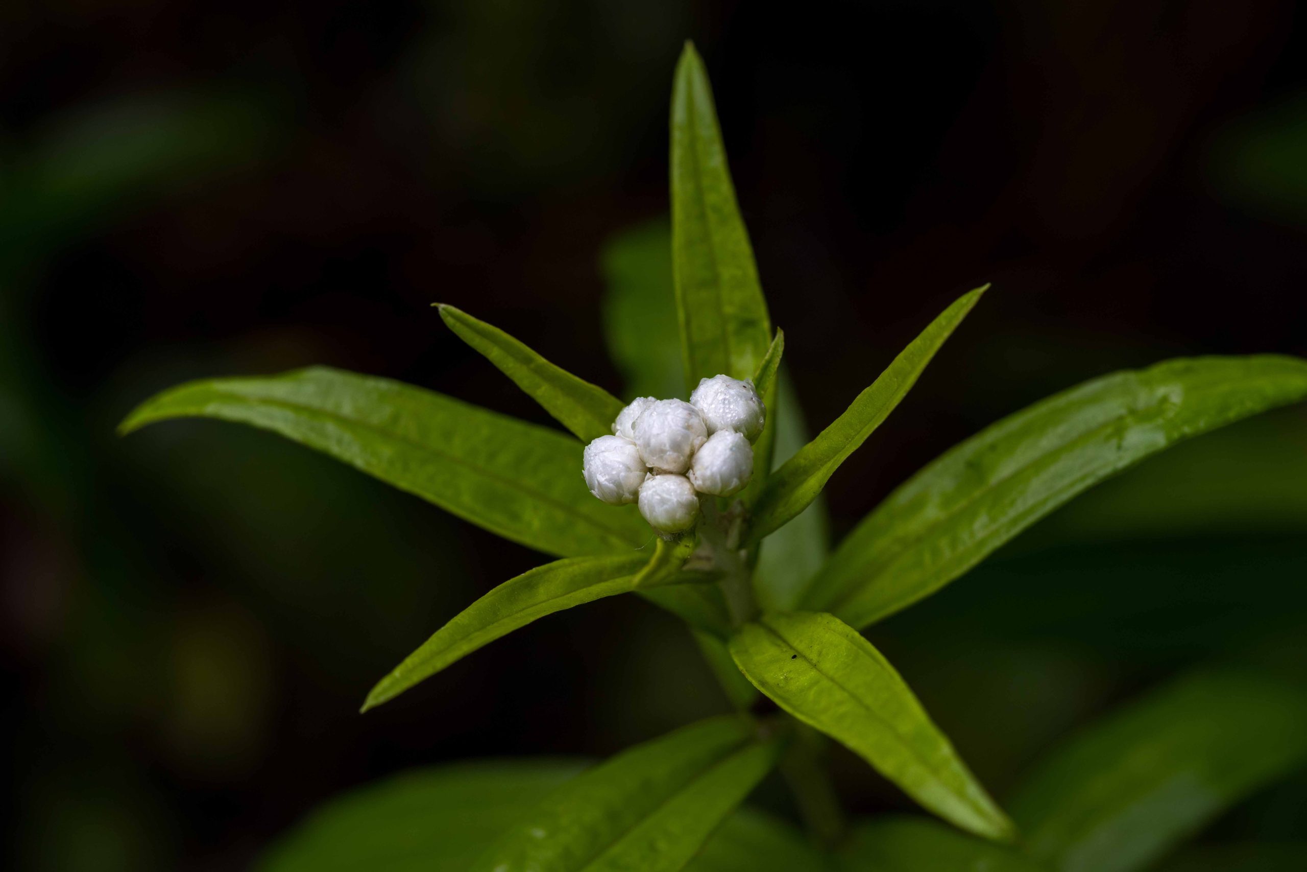 Seasonal Travel in Bhutan: Best Times to Visit