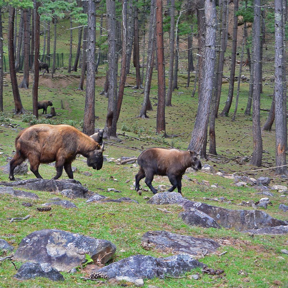 Takin Preservation Center